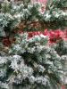 IMG_20241114_133213.thumb.jpg.3688d6c09be548ab6d605efc5ae7d626.jpg