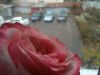 IMG_20241123_140349.thumb.jpg.ec20c9d9ca12d9ff3f97c9ff20ce9fee.jpg