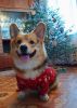 IMG_20241231_140200.thumb.jpg.c834bc4c95972238f422e76d9b06ff6f.jpg