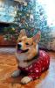 IMG_20241231_140305.thumb.jpg.f10d1723fbe2a30fac17cbc5f0a099d8.jpg
