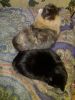 IMG_20250116_234442.thumb.jpg.cc5765f329932cd97813885b83c48d8f.jpg