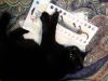 IMG_20250120_170649.thumb.jpg.b0633bef770fc5d6830ad80cc18e60e6.jpg