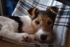 DSC_5302-2.thumb.JPG.a5ff10ee50559d7c613c59c7584cb11a.JPG