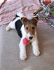 DSC_5335-2.thumb.JPG.339d436fe49a7f11fa67712288cee76e.JPG