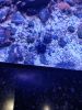 IMG_20240914_135442.thumb.jpg.14bb675e4a8b0fe06f8ff9ad8b53125a.jpg
