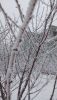 IMG_20250211_123449.thumb.jpg.b8917d1c959ceff41fc6b294e385cfa1.jpg
