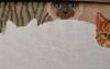 IMG_20250225_074846.thumb.jpg.457ec4a7d6b32bf06ebf60370ff704f4.jpg