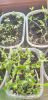 20250303_094814.thumb.jpg.39f9bd9f1cb405d707af026242b8b4ff.jpg