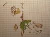 20250321_114138.thumb.jpg.5be3d27e53bc42c1dd46db3a51af6d11.jpg