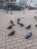 20250327_083030.thumb.jpg.76543b0441c2cf2c60b9fbc0e577fad4.jpg