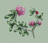 Князева Ольга #32673, Клевер