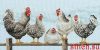 Dimensions 35403, Black and White Hens