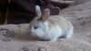 DSC_1962.thumb.JPG.ddda3f1fd77ef3706e5e298910776f4e.JPG