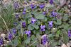 DSC_5664.thumb.JPG.f732766f4dead141bb4a7ce6cd878490.JPG