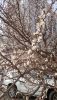 IMG-20250315-WA0005.thumb.jpg.7a1fab1450d6de6eeb5b29514e57fa45.jpg