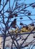 IMG_20250301_074443.thumb.jpg.f68cc7f5420423d271f58c4eb9b2ba3f.jpg