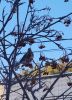 IMG_20250301_074513.thumb.jpg.1aa897cdb0a8b0bb42a707b241574d03.jpg