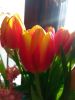 IMG_20250309_085410.thumb.jpg.e5f89fbfd32547c129850969873c9131.jpg
