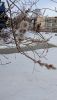 IMG_20250309_122416.thumb.jpg.af1b7d8660dfcbb9bcf4ff0bd0c1b9f9.jpg