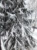 IMG_20250315_131452.thumb.jpg.10a22be411cdc8ac9166ee241ed5ea31.jpg
