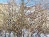 IMG_20250316_160522.thumb.jpg.35ad7d2816b56315af6f78e413f16df9.jpg