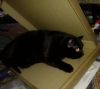 IMG_20250323_162851.thumb.jpg.720d2cf26945a6ead8860501de0a5fef.jpg