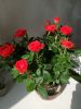IMG_20250329_112949.thumb.jpg.53a513cf05bac2849a995fe433e2be26.jpg