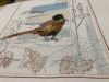 IMG_3515.jpeg