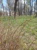 20250405_103715.thumb.jpg.874804a8462eadb766f8ecbc1a6fae11.jpg?1745514835957