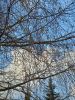 20250417_180514.thumb.jpg.eafec563ea6031154bbcfb081b19c3fb.jpg