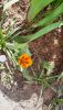 20250421_102801.thumb.jpg.a7c6f3b8eeb08ffd94f88c9fa9e543f5.jpg