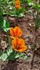 20250421_102820.thumb.jpg.9000e0628afcd257a5dcd314df570bcf.jpg