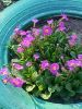 20250422_075152.thumb.jpg.ac50d283973a96bd23d215cd10cc42f5.jpg