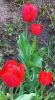 20250422_171146.thumb.jpg.ee712cf0b0f2c4bb41fa801463ef5b3e.jpg