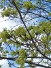 20250423_131229.thumb.jpg.aee79e6b69843a51370456dffaf0acaf.jpg