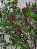 20250424_074203.thumb.jpg.497f228713126aa253dbf99be7dbad42.jpg