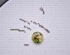 DSC_6328-2.thumb.JPG.47d57e08a9cc7a9a6748d46d6c06b1bc.JPG