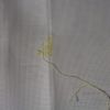Gooseberry1.jpg.b76df7b4d96edda4b82fba52adc95fa6.thumb.jpg.9de01a7cecf19cb8037e326644876a5f.jpg
