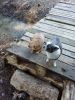 IMG-20250402-WA0008.thumb.jpg.3e56293c36a34ee13acd83bf0936ec68.jpg