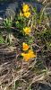IMG-20250406-WA0009.thumb.jpg.51a2e30f48229bcab39cc1a4e97ec762.jpg
