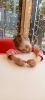 IMG-20250424-WA0071.thumb.jpg.b1a3a988a9236d3205f8b891b721bcd4.jpg