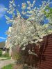 IMG20250414130038.thumb.jpg.6cc24fc00995c0d4125146e907d30c6f.jpg