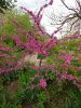 IMG20250415171950.thumb.jpg.8dbfae0cc81c98395315bbbacf2dc739.jpg