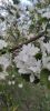 IMG20250424181104.thumb.jpg.c976ccc9f74a35f7a72fafb9850ab8cf.jpg