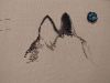 IMG_20241006_174315.thumb.jpg.4c5ce14e7fb2e63c3b3d5dcf174c5a57.jpg