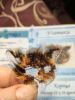 IMG_20241129_233058.thumb.jpg.c5ca8d351900bc099c36c5cb59f528ee.jpg