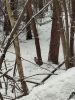 IMG_20250403_163855_804.thumb.jpg.ca696ca64d86eee039b7d06f5e3a4417.jpg