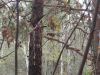 IMG_20250403_163911_655.thumb.jpg.61e79c85c9d788613663a543fe307ec2.jpg
