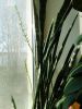 IMG_20250403_173033.thumb.jpg.7e5ac988cd7545495900c5b4709a7683.jpg