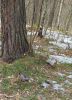 IMG_20250407_122736.thumb.jpg.d7c608aa34a672465726af193a06cf3a.jpg